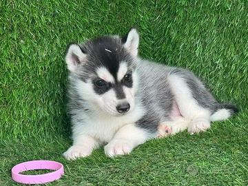 Husky