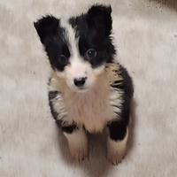 Disponibili ultimi 2 cuccioli di borde co