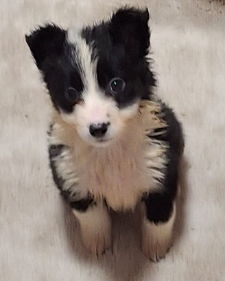 Disponibili ultimi 2 cuccioli di borde co