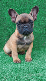 Bulldog francese