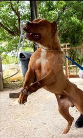 American pitbull terrier