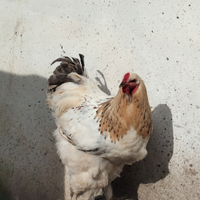 Gallo Brahma