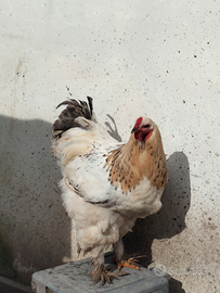 Gallo Brahma