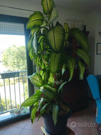 Pianta 