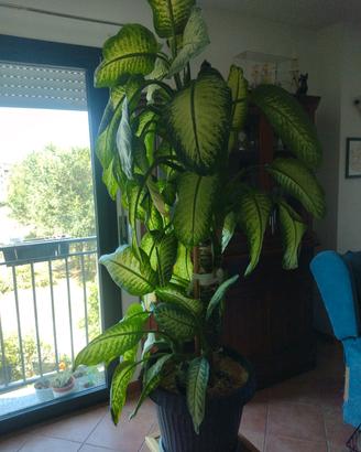 Pianta 