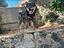 Immagine 4