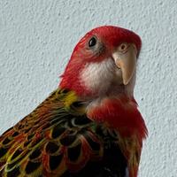 Rosella comune
