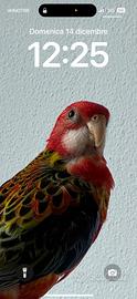 Rosella comune