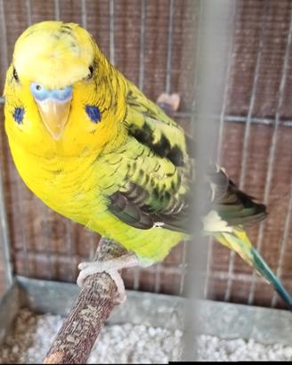Cocorite Ali Nere Ciuffato Maschio
