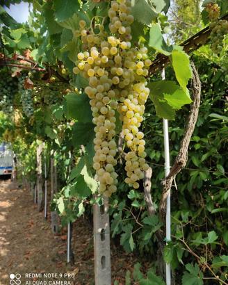 Uva da vino