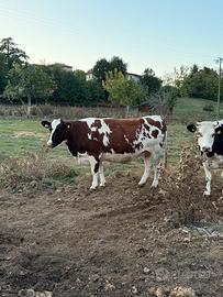 Mucca Gravida