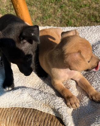 Cuccioli meticci jack Russell X pinscher