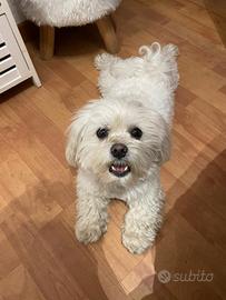 Maltese maschio disponibile per accoppiamento