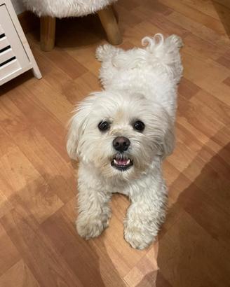 Maltese maschio disponibile per accoppiamento