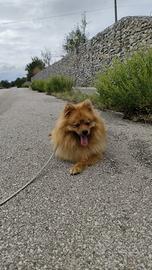 Volpini rossi
