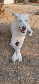 Cane taglia media 3/4 anni