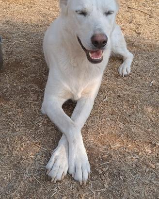 Cane taglia media 3/4 anni