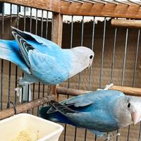 Coppia inseparabili opalini