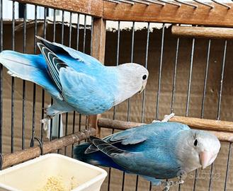 Coppia inseparabili opalini