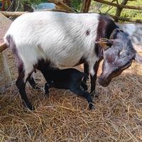 Capre nane molto piccole