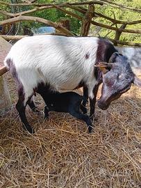 Capre nane molto piccole