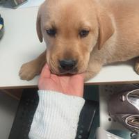 Cuccioli di labrador adorabili vari colori