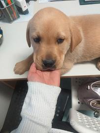 Cuccioli di labrador adorabili vari colori