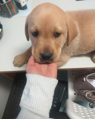 Cuccioli di labrador adorabili vari colori