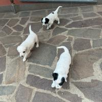 Cuccioli setter