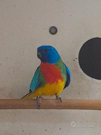 Pappagalli nehopema splendida