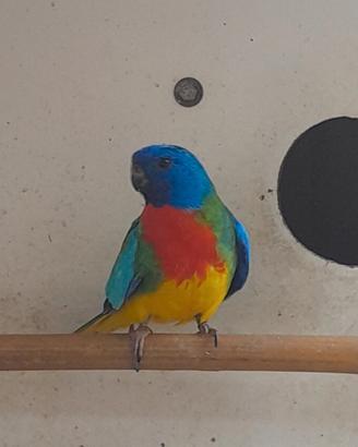 Pappagalli nehopema splendida