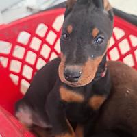 Cuccioli di Dobermann