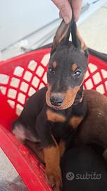 Cuccioli di Dobermann