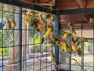 Inseparabili (agapornis roseicollins)