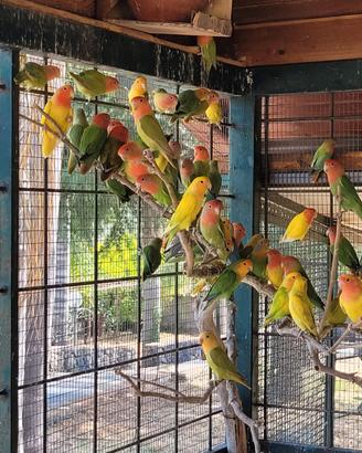 Inseparabili (agapornis roseicollins)