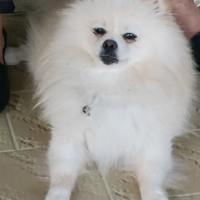 Spitz di Pomerania bianchi a pelo lungo 3920741777