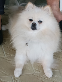 Spitz di Pomerania bianchi a pelo lungo 3920741777
