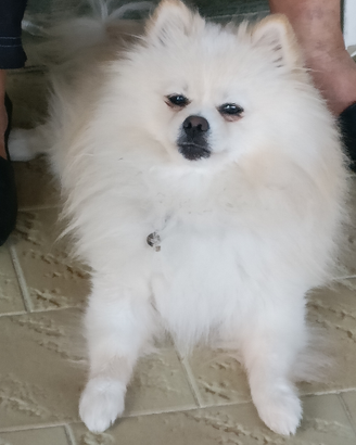 Spitz di Pomerania bianchi a pelo lungo 3920741777