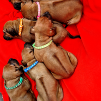 Cuccioli di Rhodesian Ridgeback