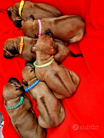 Cuccioli di Rhodesian Ridgeback