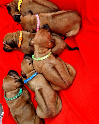 Cuccioli di Rhodesian Ridgeback