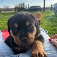 Cuccioli Rottweiler