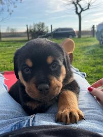 Cuccioli Rottweiler