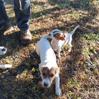 Cuccioli di jek rassel