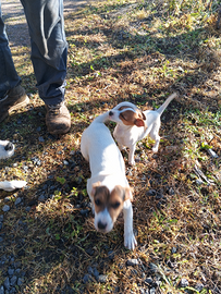 Cuccioli di jek rassel