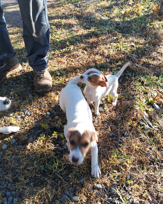Cuccioli di jek rassel