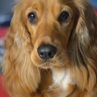 Cocker Spaniel Inglese