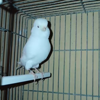 Canarini bianchi recessivi