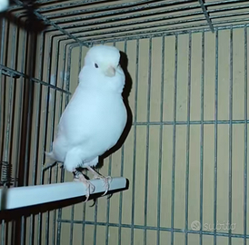 Canarini bianchi recessivi