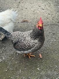 Gallina chioccia
